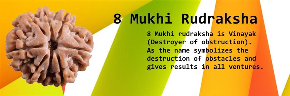 About 8 mukhi rudraksha