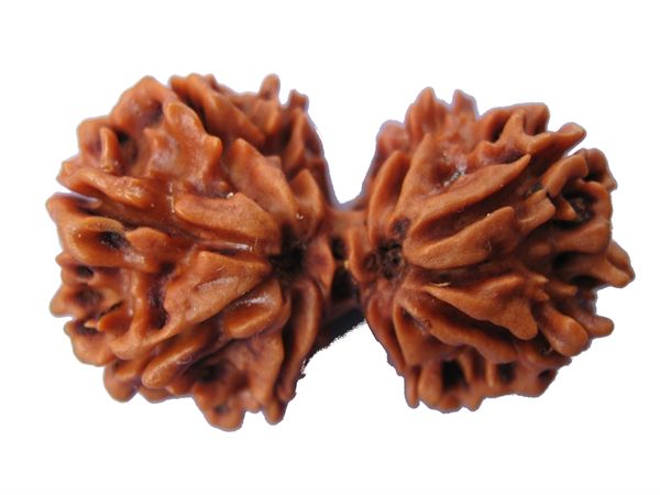 Rudraksha beads