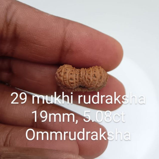 29-mukhi-rudraksha-19mm
