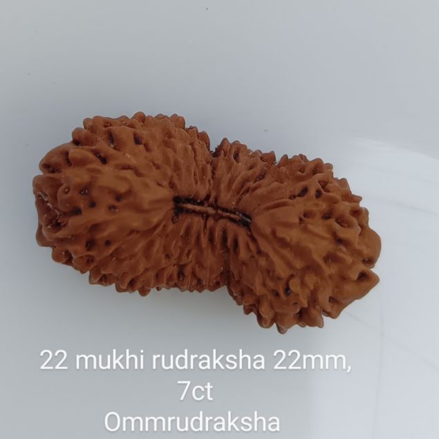 22-mukhi-rudraksha-22mm