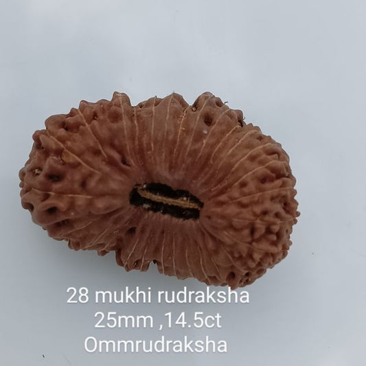 28-mukhi-rudraksha-25mm