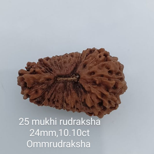 25-mukhi-rudraksha-24mm