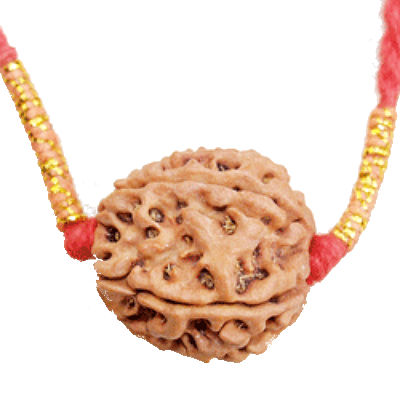 Macro Structure of Elaeocarpus Ganitrus Rudraksha Bead Cellular Tubercles