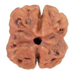 Authentic 2 Mukhi Indian Rudraksha Bead Oval Form for Mental Peace