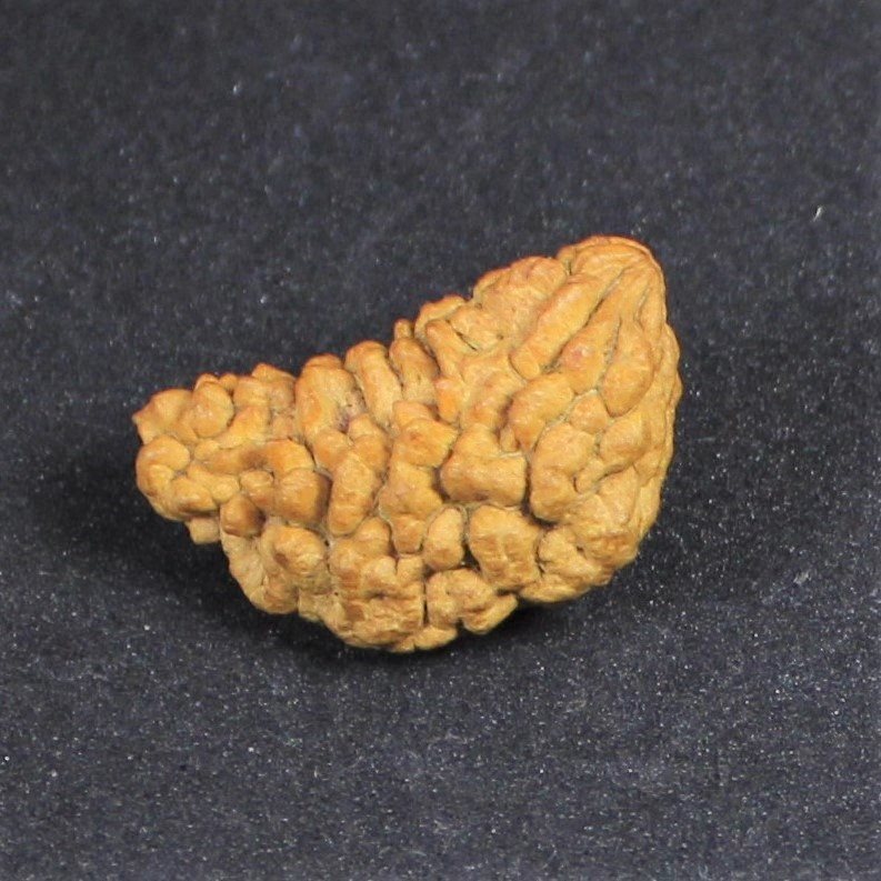 Microscopic Verification of Natural Mukhi Lines on Authentic Rudraksha Bead