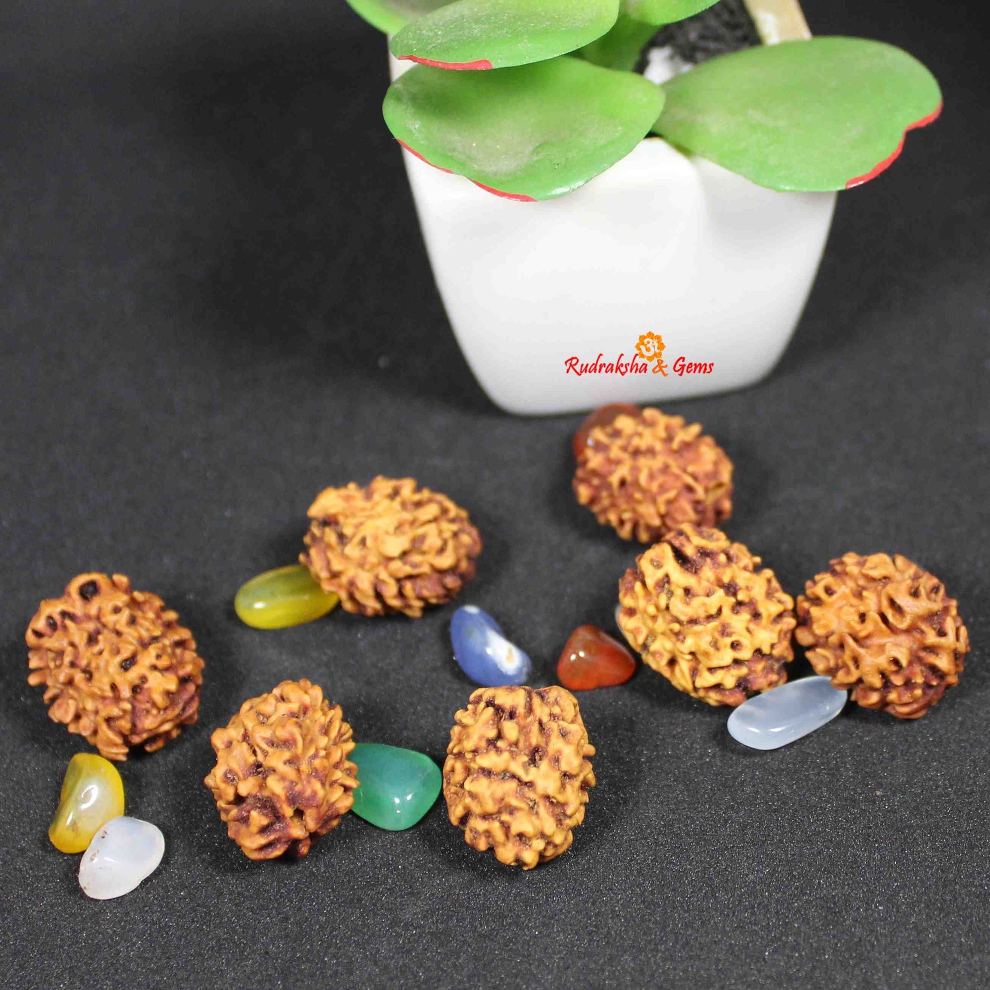 Original 2 Mukhi Nepali Rudraksha Bead Ardhanarishwara Shiva Shakti Symbol