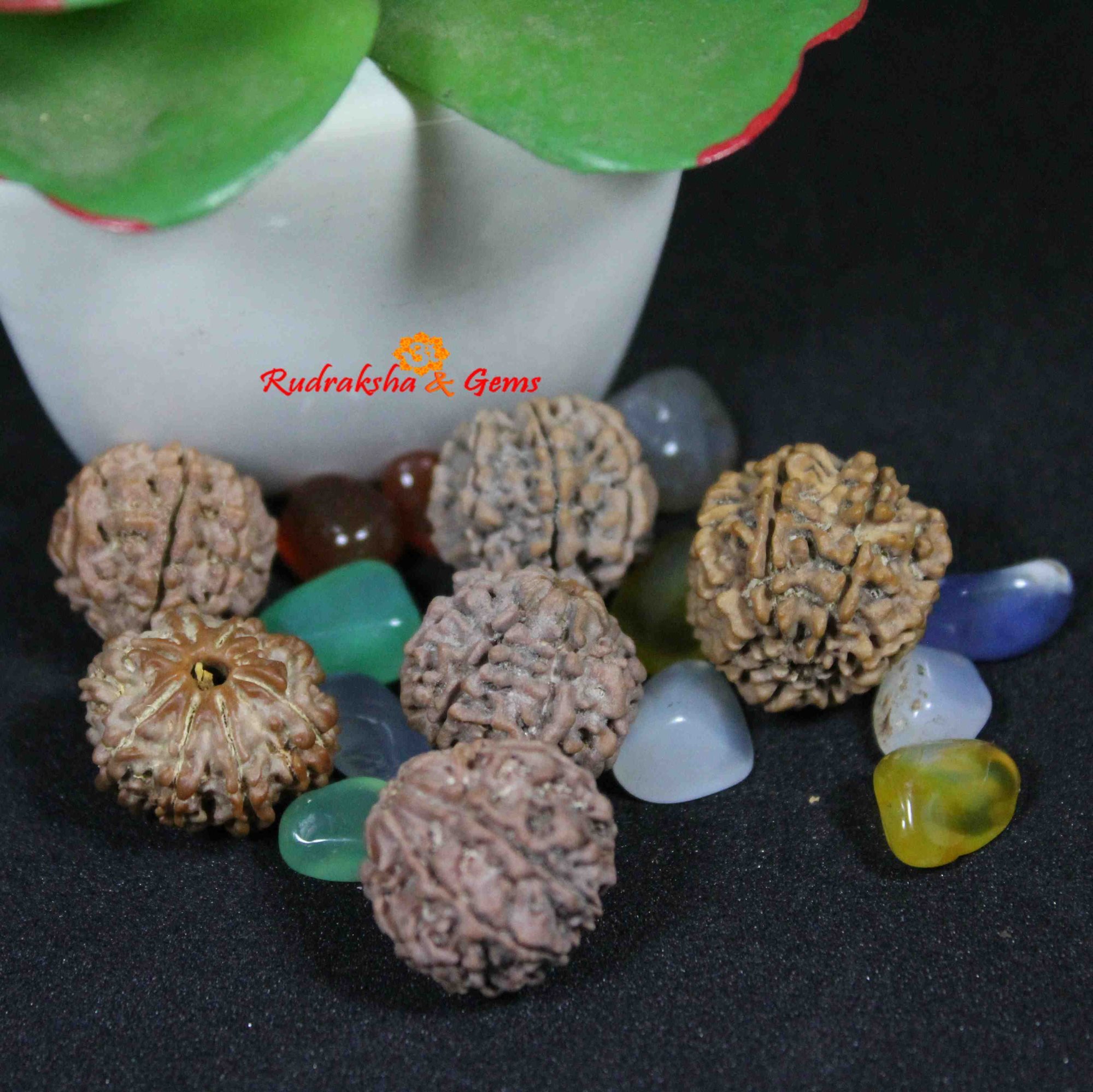 8 Mukhi Rudraksha Lord Ganesha Rahu Dosha Sudden Obstacles Remedy