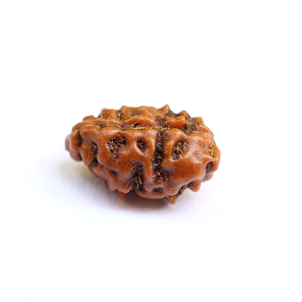 High Magnification Macro Surface of Untampered Rudraksha Bead Pericarp