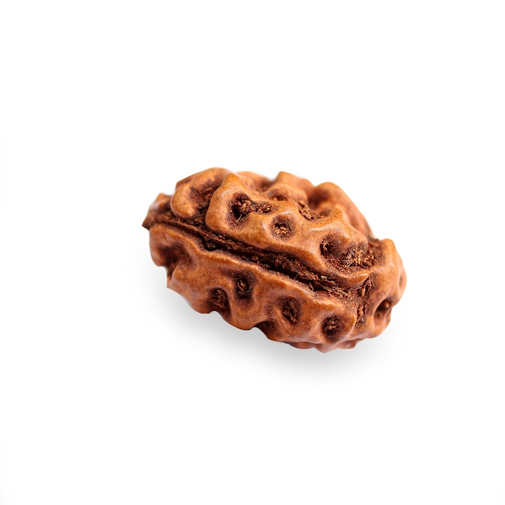 Natural 2 Mukhi Java Indonesian Rudraksha Oval Bead Comparison