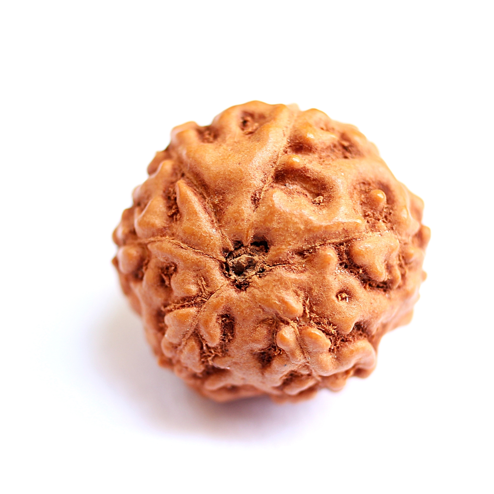 6 Mukhi Nepali Rudraksha Lord Kartikeya Venus Shukra Taurus Libra Rashi