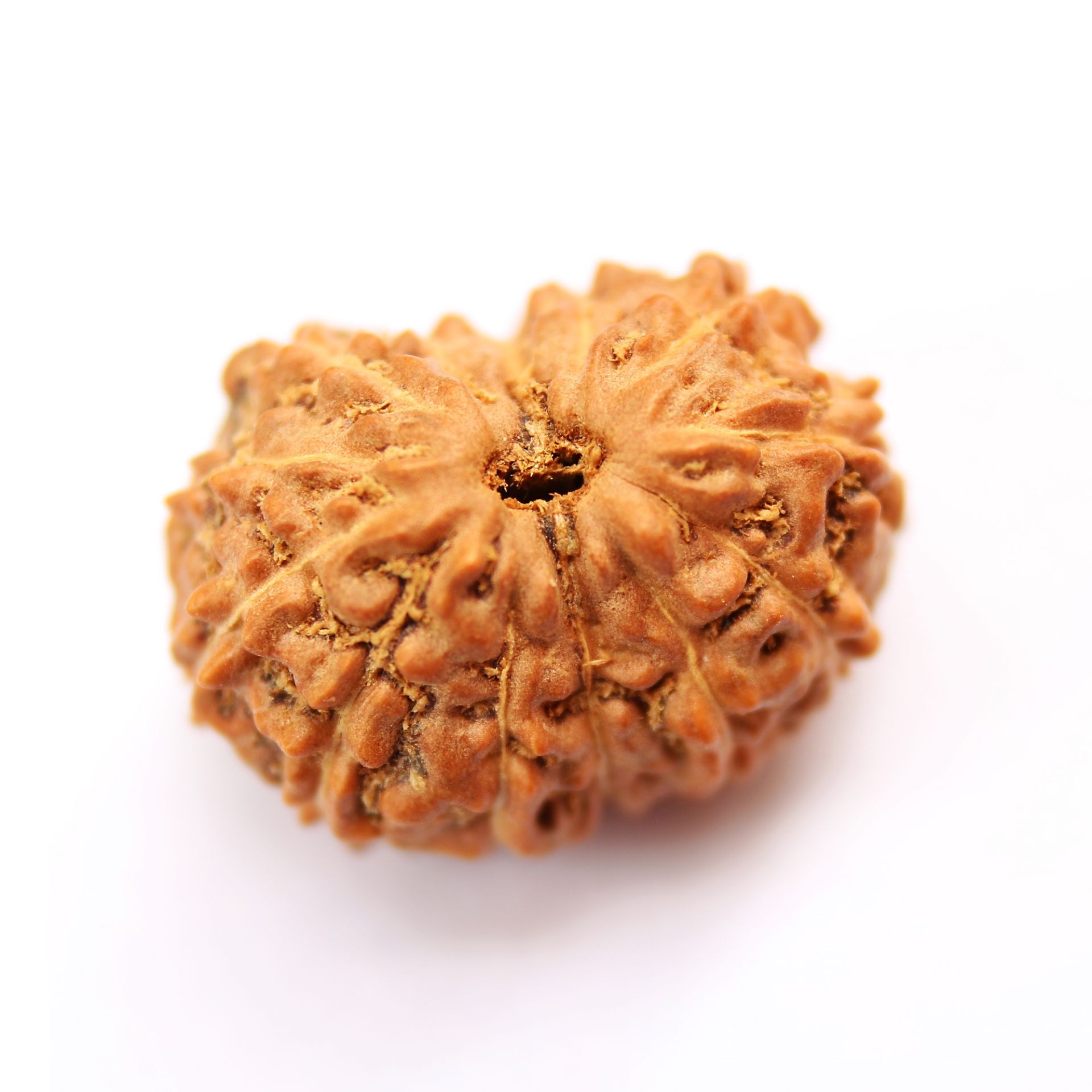 14 Mukhi Rudraksha Deva Mani Third Eye Saturn Shani Sade Sati Supreme Remedy