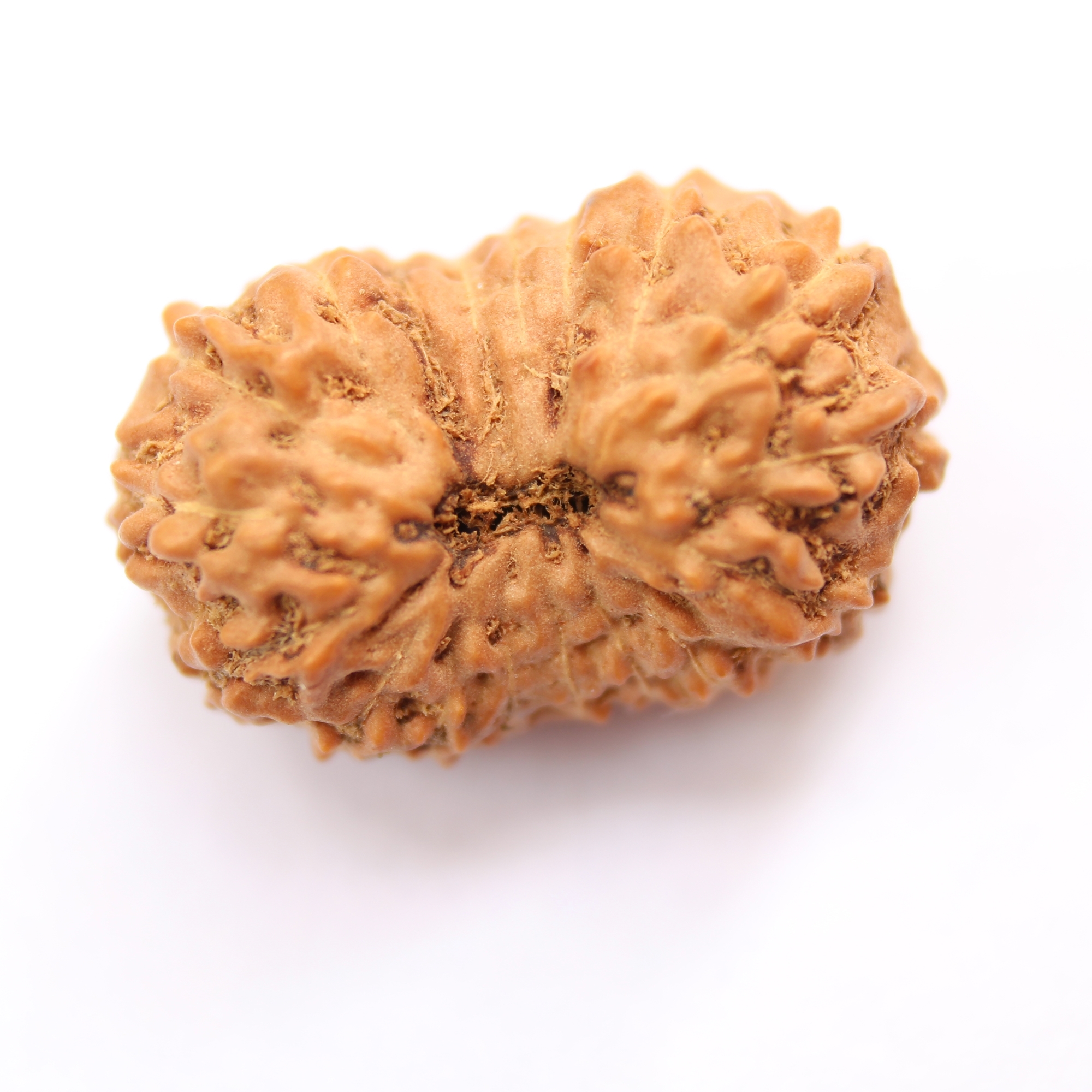18 Mukhi Java Rudraksha Bead Bhumi Devi Mother Earth Real Estate Wealth