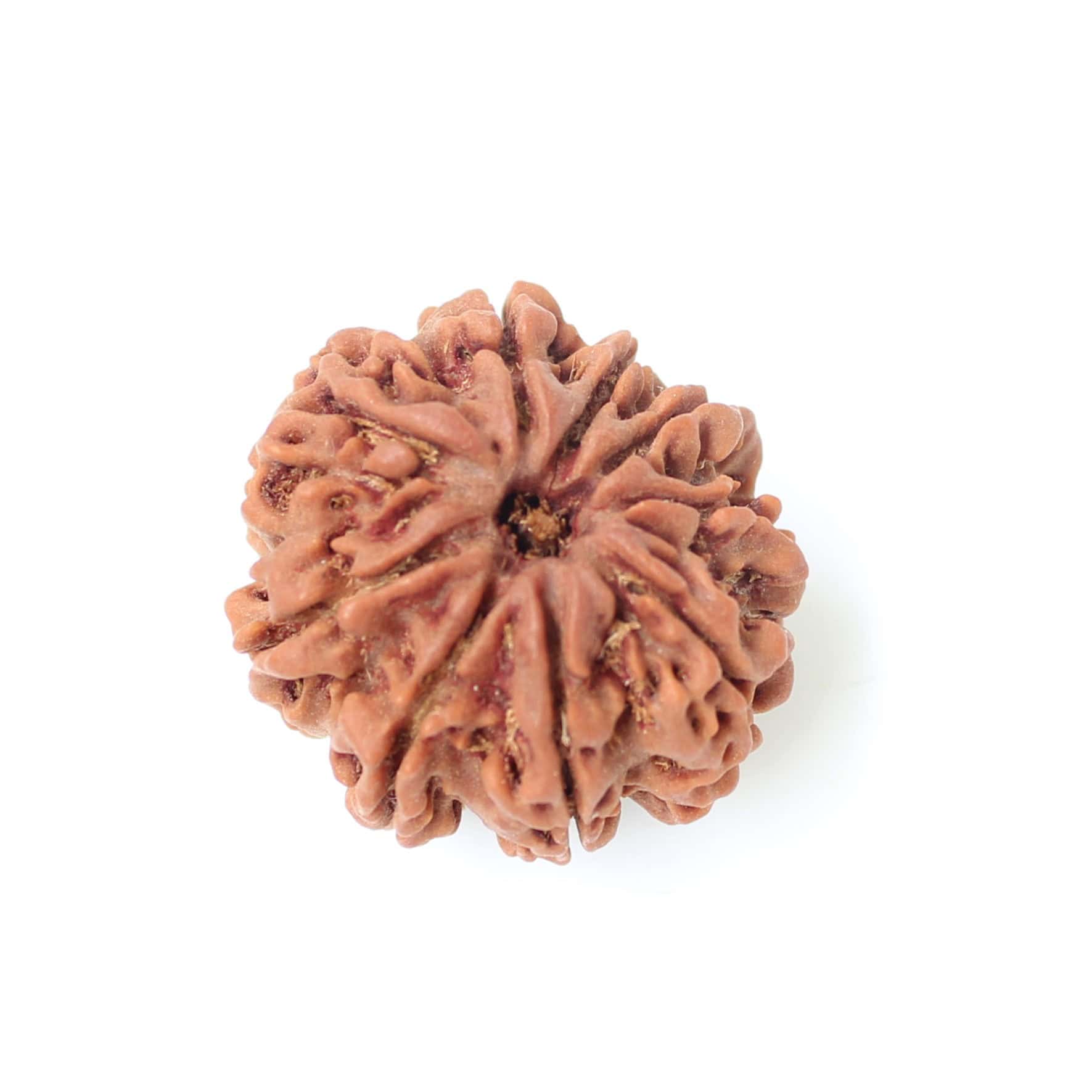 9 Mukhi Nepali Rudraksha Bead Goddess Durga Navadurga Rahu Ketu Protection
