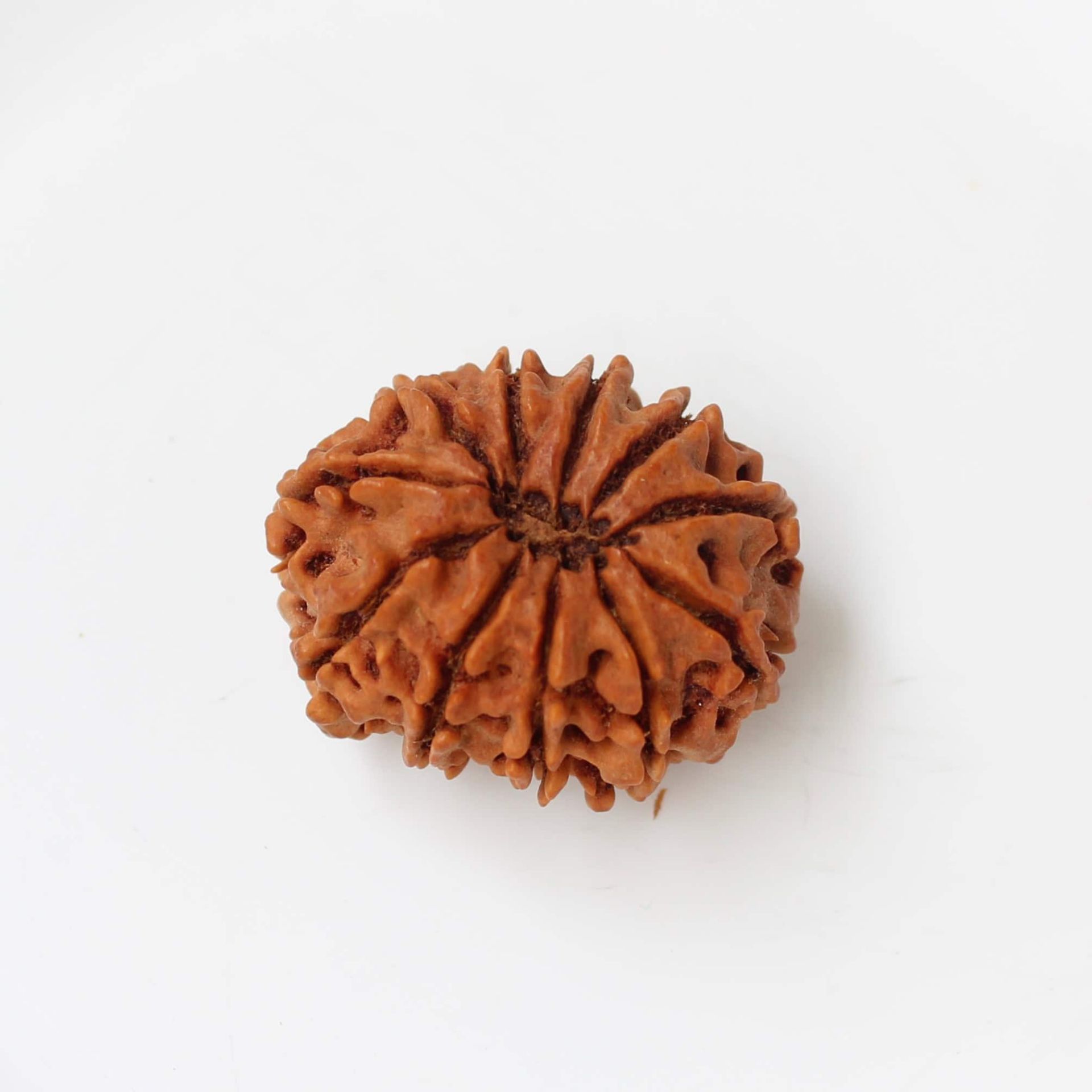 11 Mukhi Nepali Rudraksha Bead 11 Rudras Lord Hanuman Courage and Vitality