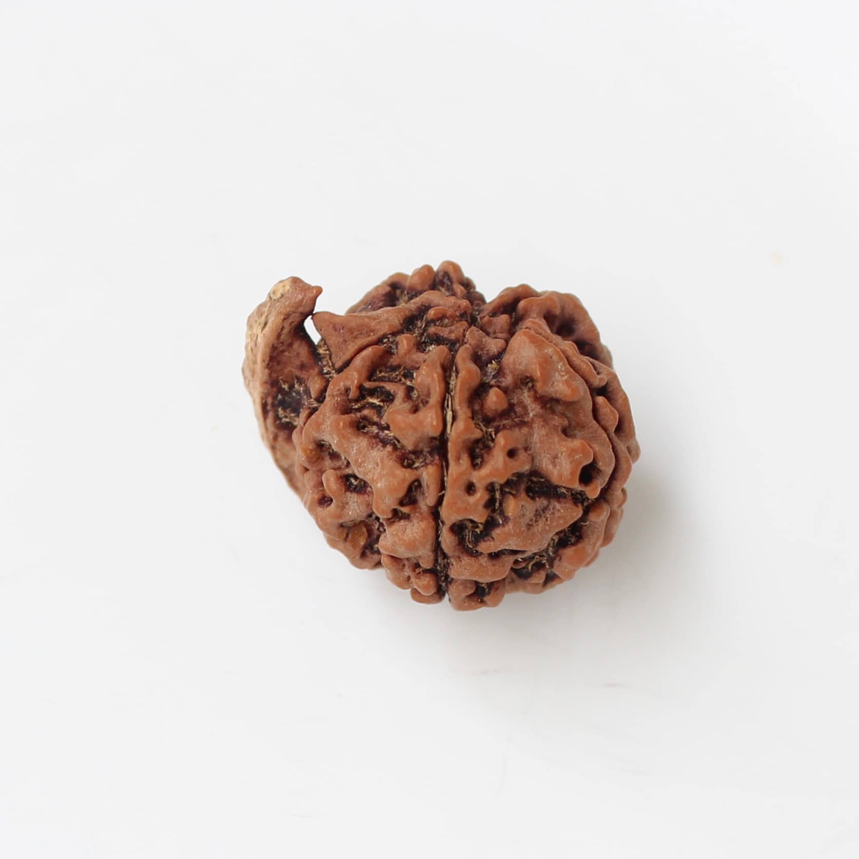 Authentic Ganesh Rudraksha Natural Trunk Stem Protrusion Obstacle Remover