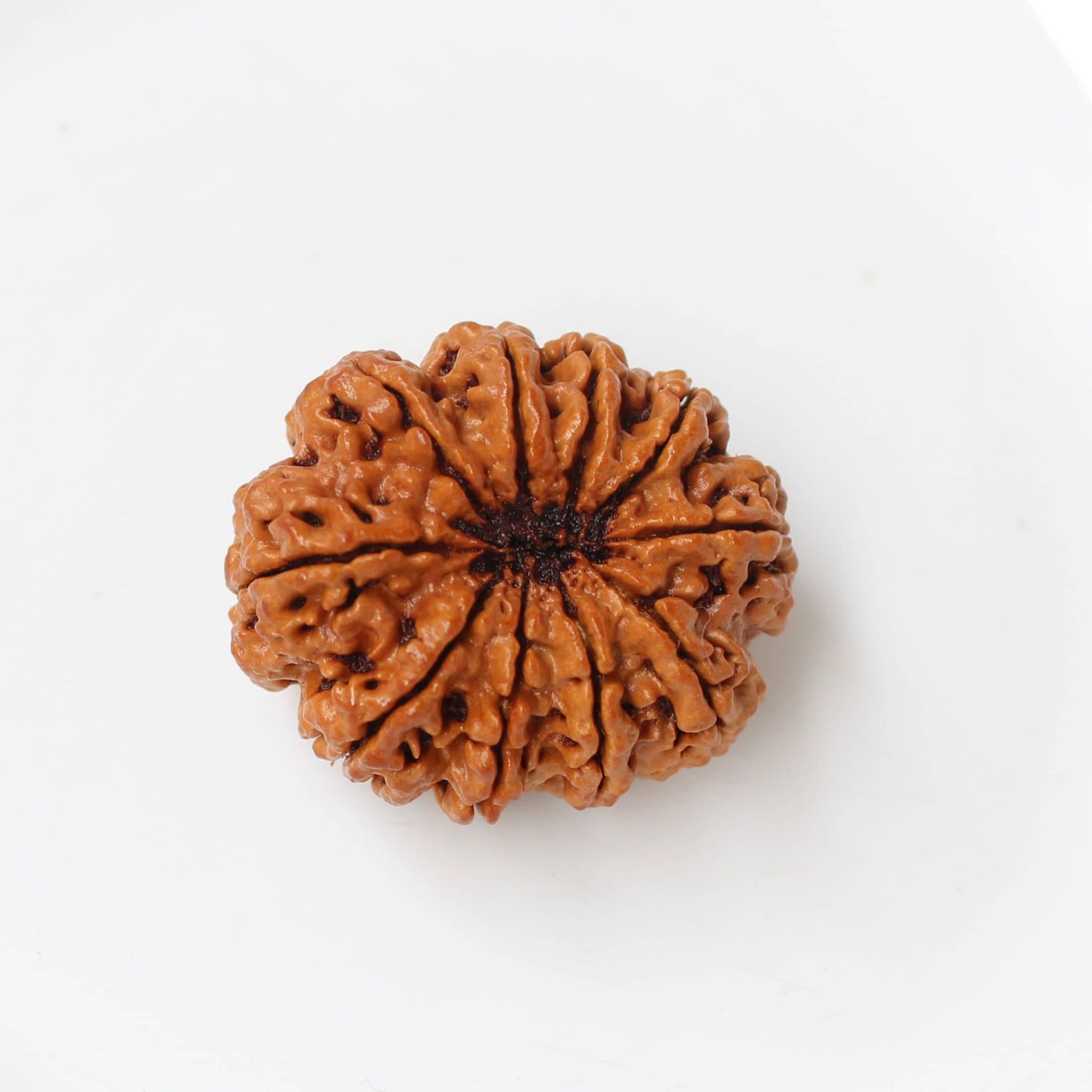10 Mukhi Rudraksha Lord Vishnu Shield from 10 Directions and Planetary Malefic