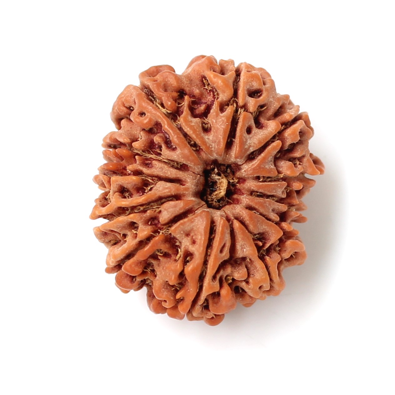 12 Mukhi Nepali Rudraksha Bead 12 Adityas Sun God Leadership Charisma