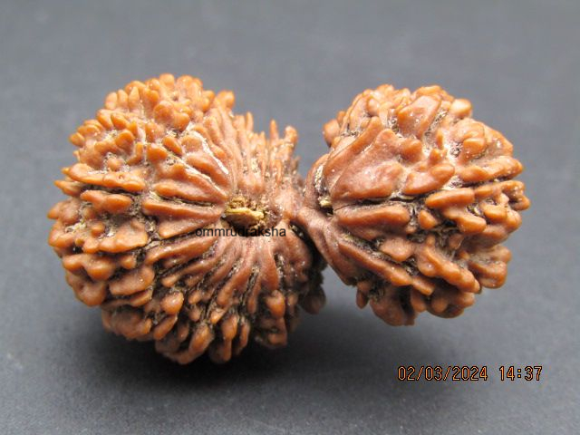 21 Mukhi Gauri Shankar Rudraksha Specimen Pure Gold Capping Altar Installation