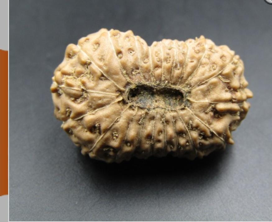 21 Mukhi Rudraksha Bead Close Up View Lord Kuber Wealth Crown Jewel