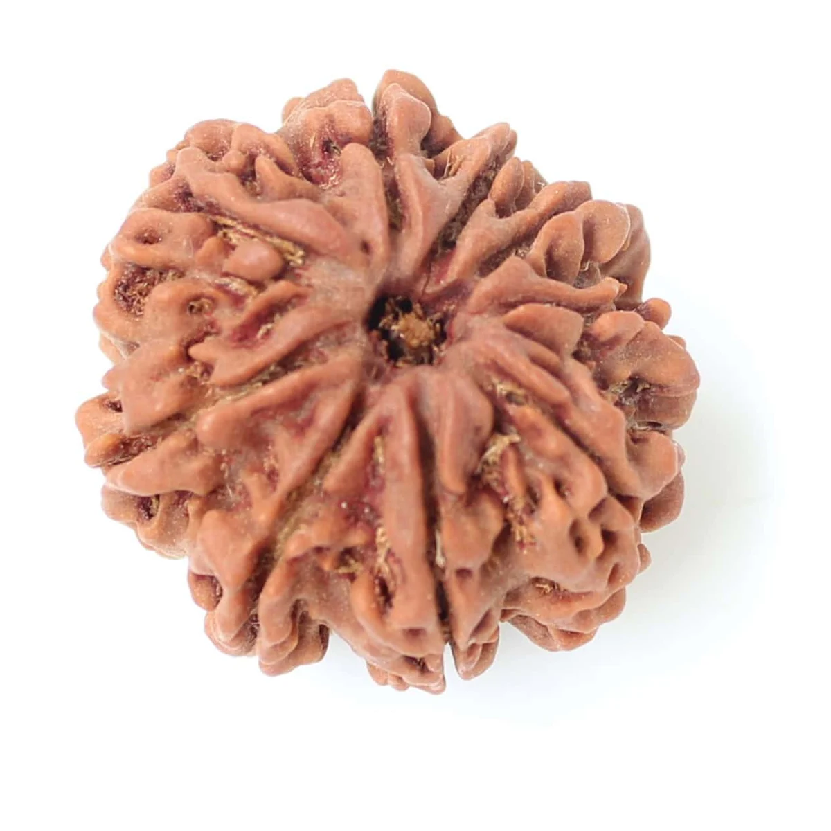 Close view of a Rudraksha bead showing its grooves and natural surface