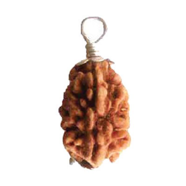 Picture of Rudraksha for unity and harmony