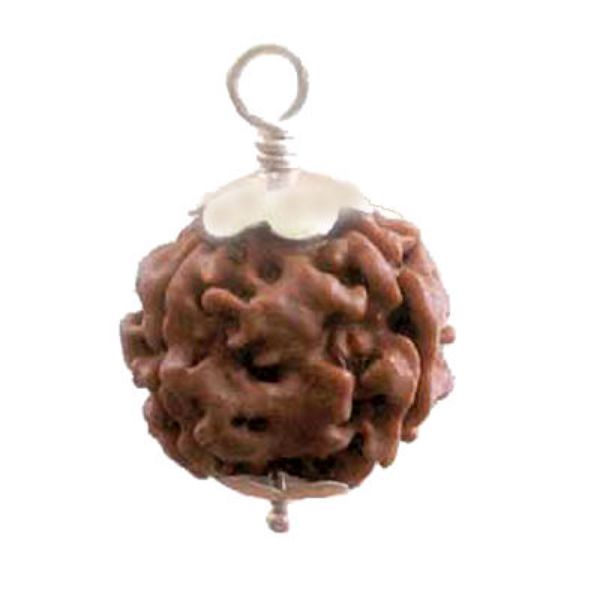 Picture of Rudraksha for Gyan and intelligence