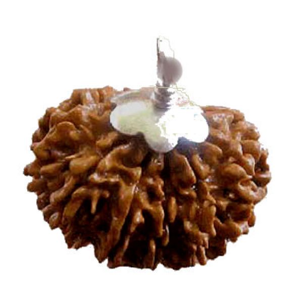 Picture of Rudraksha for life of success, energy