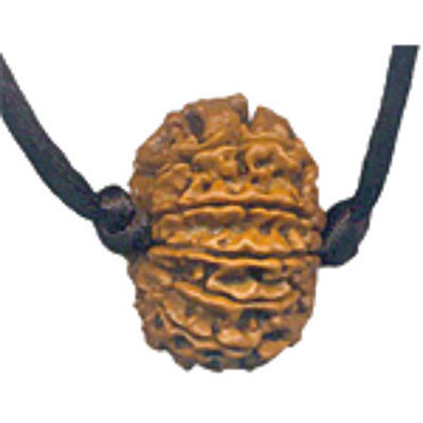 Picture of Rudraksha for protection - 10 mukhi pendant
