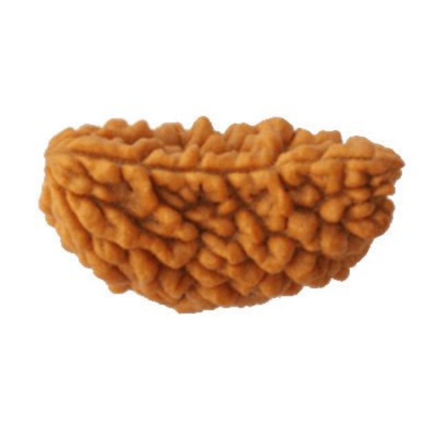 1 mukhi