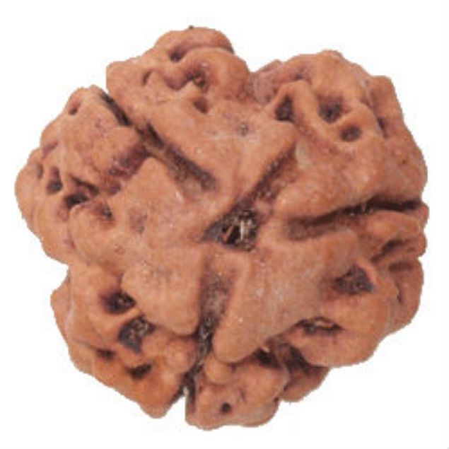 Picture of 3 mukhi Nepal