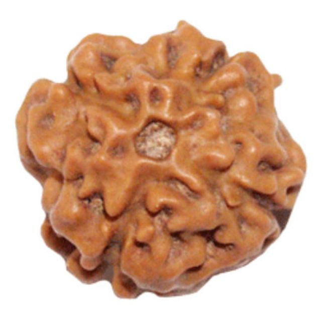 Picture of 4 mukhi Nepal