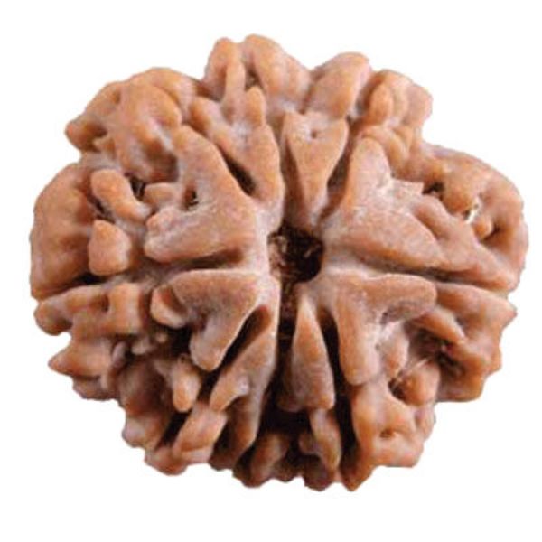 Picture of 8 mukhi Nepal