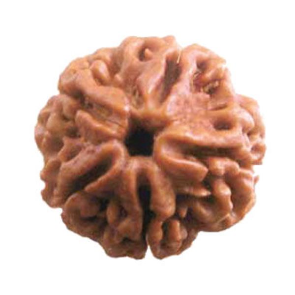 Picture of 5 mukhi Nepal