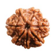 Picture of 7 mukhi Nepal