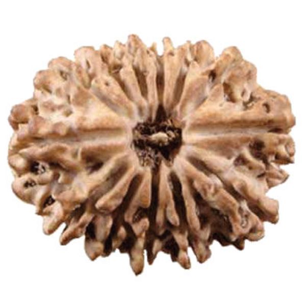 Picture of 13 mukhi Nepal