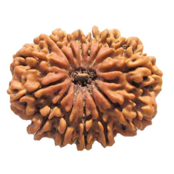 Picture of 14 mukhi Nepal