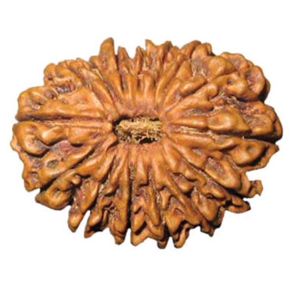 Picture of 15 mukhi Nepal
