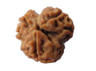 Picture of 3 mukhi Nepal