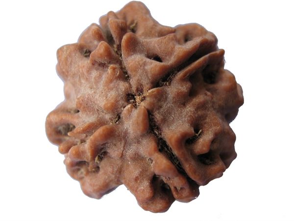 Picture of 4 mukhi Nepal