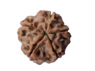 Picture of 5 mukhi Nepal