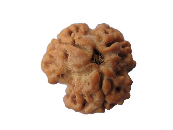 Picture of 3 mukhi Nepal