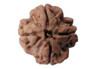 Picture of 4 mukhi Nepal