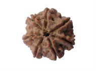 Picture of 7 mukhi Nepal