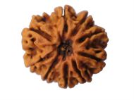 Picture of 9 mukhi Nepal