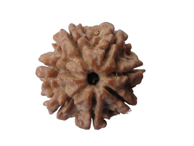 Picture of 7 mukhi Nepal