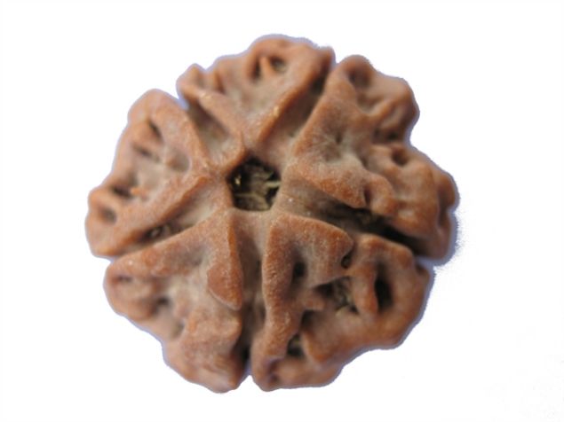 Picture of 5 mukhi Nepal