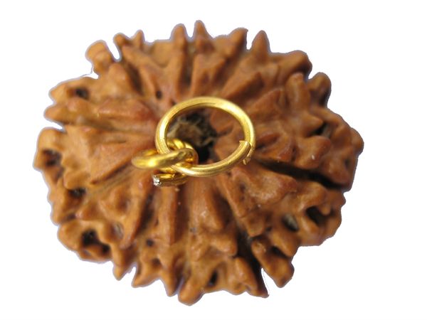 Picture of 10 mukhi Nepal