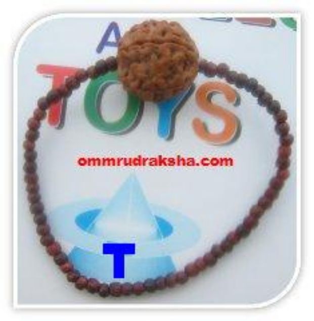 Picture of 5 mukhi Rudraksha bracelet