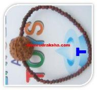 Picture of 5 mukhi Rudraksha bracelet