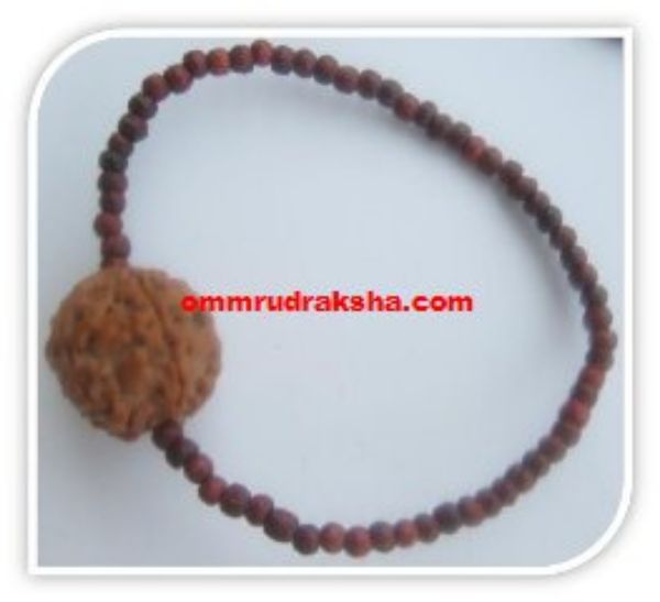 Picture of 5 mukhi Rudraksha bracelet